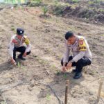 ‎Polisi Cinta Petani, Polsek Kuantan Mudik Lakukan Pengecekan Tanaman Jagung Pipil