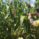 ‎Polsek Pangean Lakukan Pengecekan Tanaman Jagung Ketahanan Pangan di Desa Rawang Binjai