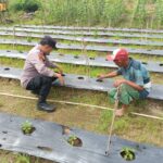 Polres Dumai Dukung Ketahanan Pangan, Kanit Binmas Sambangi Pembibitan Cabe Merah Di Teluk Makmur