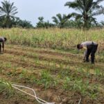 Perkuat Swasembada Pangan, Polsek Bagan Sinembah Lakukan Pengecekan Rutin Tanaman Jagung